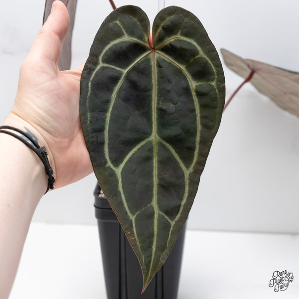 Anthurium Red Velvet Cake '24' x Zara '29' by DocBlock® (wk6-I)