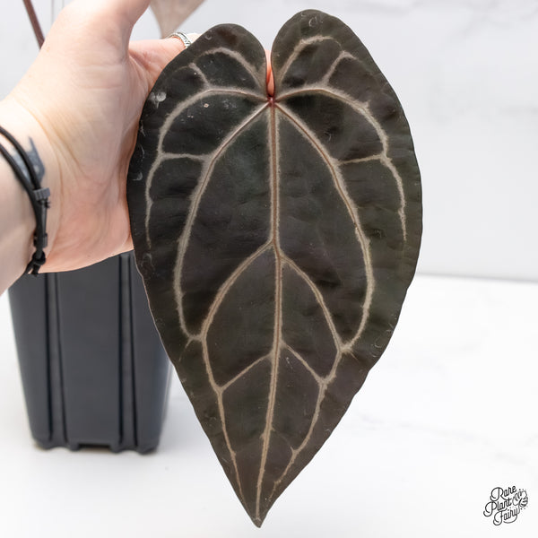 Anthurium Red Velvet Cake '24' x Zara '29' by DocBlock® (wk6-I)