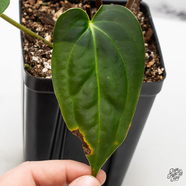 Anthurium Dark and Handsome '9' x Black Widow '13' by DocBlock® (wk49-AA)