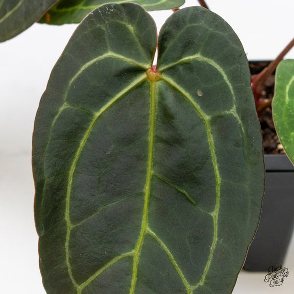 Anthurium Dark and Handsome '9' x Dark and Handsome '9' by DocBlock® (wk42-H)