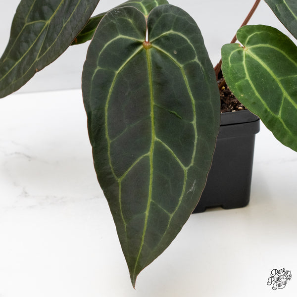 Anthurium Dark and Handsome '9' x Dark and Handsome '9' by DocBlock® (wk42-H)
