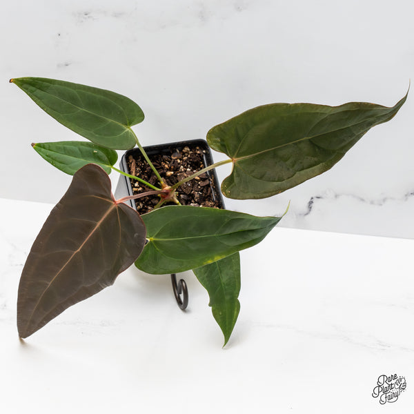 Anthurium Dark and Handsome '9' x Dark and Handsome '9' by DocBlock® (wk50-S)