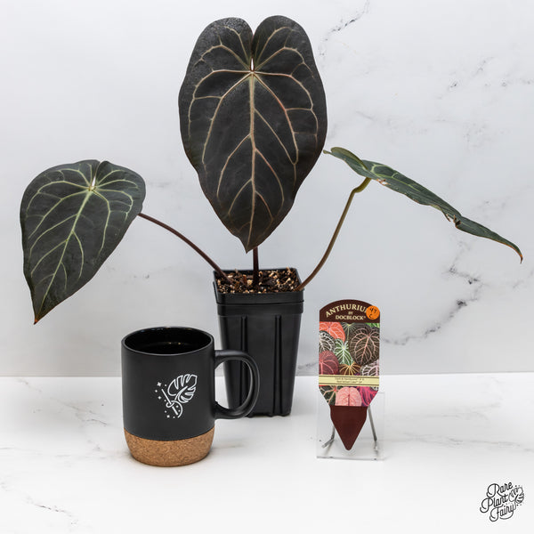 Anthurium Dark and Handsome '9' x Red Velvet Cake '24' by DocBlock® (wk47-C)