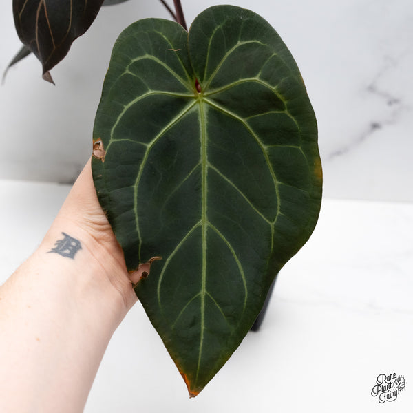 Anthurium Dark and Handsome '9' x Red Velvet Cake '24' by DocBlock® (wk47-C)