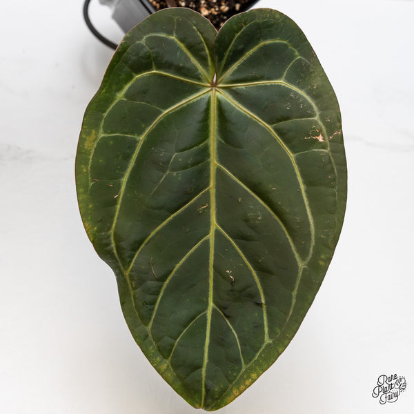 Anthurium Dark and Handsome '9' x Red Velvet Cake '24' by DocBlock® (wk47-H)