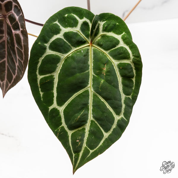 Anthurium Crystal Red '12' x Michelle '1' by DocBlock® (wk49-Y)