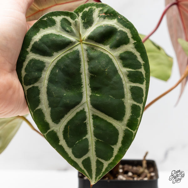 Anthurium Crystal Red '12' x Michelle '1' by DocBlock® (wk49-Z)