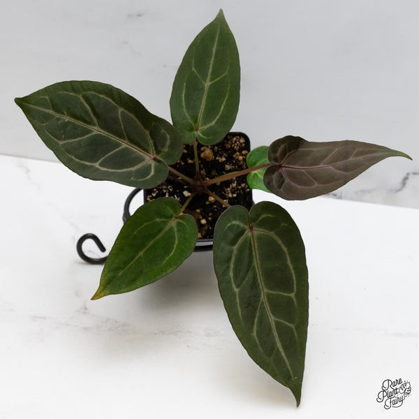 Anthurium Minerva '20' x Dark & Handsome '9' by DocBlock® (wk48-O)