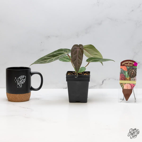 Anthurium Minerva '20' x Dark & Handsome '9' by DocBlock® (wk48-O)