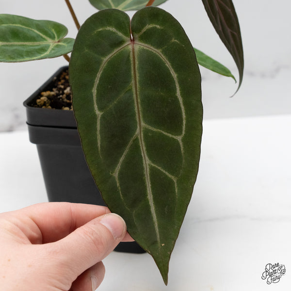 Anthurium Minerva '20' x Dark & Handsome '9' by DocBlock® (wk48-O)