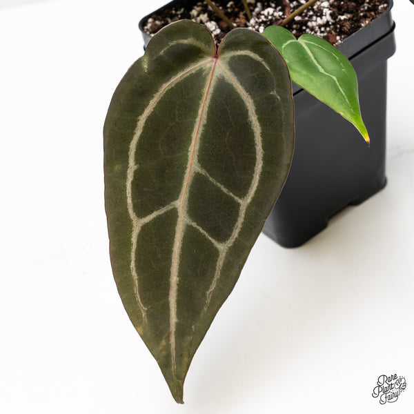 Anthurium Minerva '20' x Dark & Handsome '9' by DocBlock® (wk49-O)