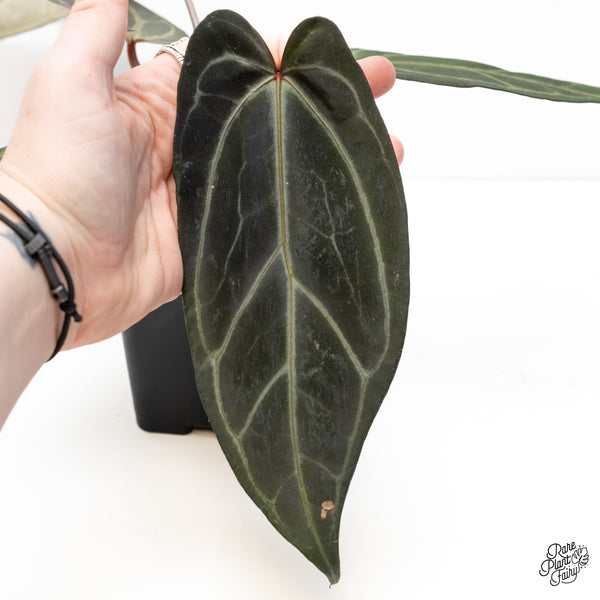 Anthurium Minerva '20' x Dark & Handsome '9' by DocBlock® (wk6-V)