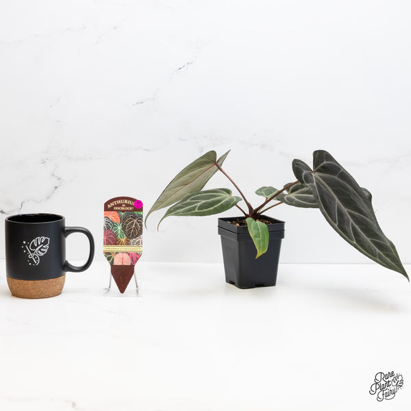 Anthurium Minerva '20' x Dark & Handsome '9' by DocBlock® (wk6-V)