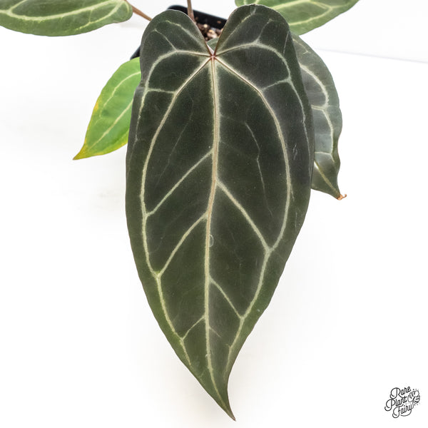 Anthurium Minerva '20' x Dark & Handsome '9' by DocBlock® (wk6-V)