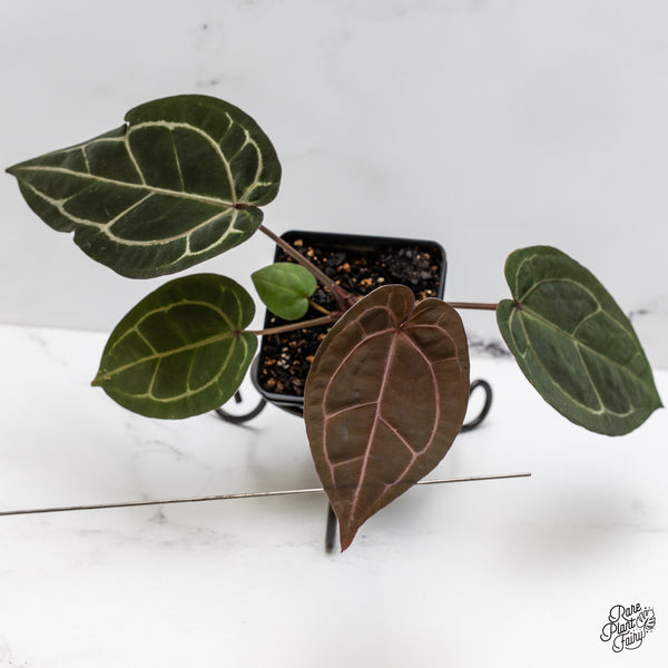 Anthurium Purple Rain '27' x Lynette '18' by DocBlock® (wk47-Z)