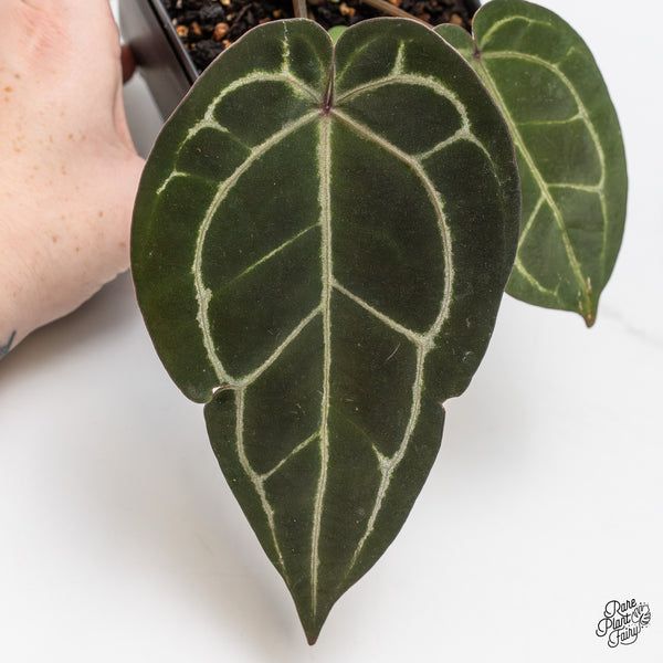 Anthurium Purple Rain '27' x Lynette '18' by DocBlock® (wk47-Z)