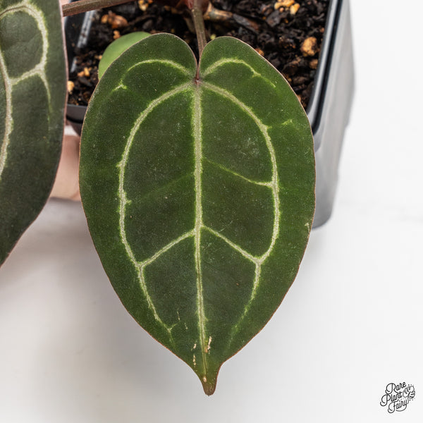 Anthurium Purple Rain '27' x Lynette '18' by DocBlock® (wk47-Z)