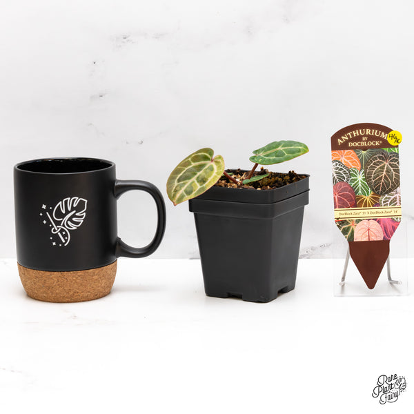 Variegated Anthurium Zara '31' x Zara '14' by DocBlock® (wk46-AC)