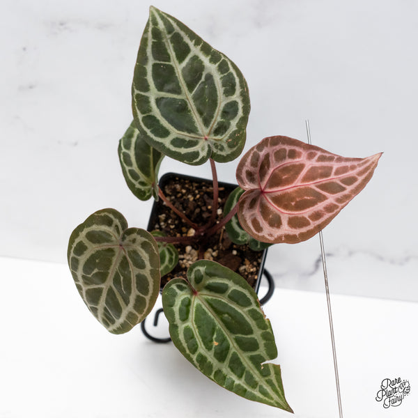 Anthurium Zara '33' x Zara '29' by DocBlock® (wk42-X)