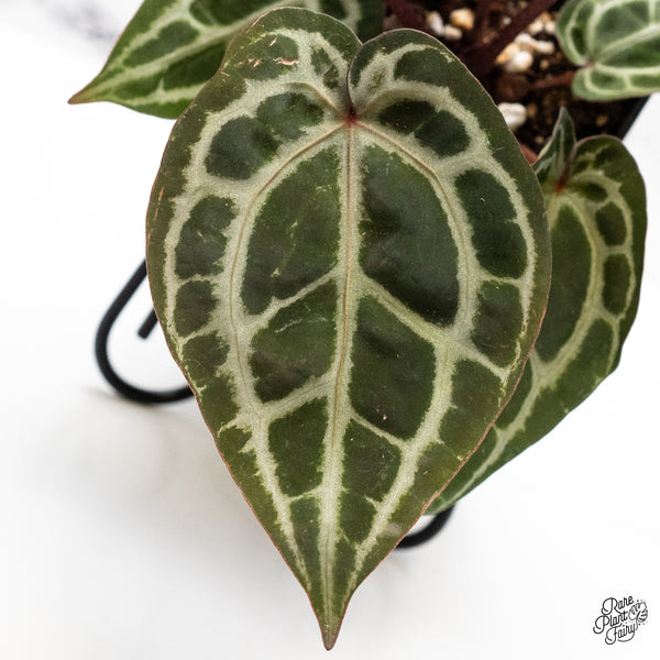 Anthurium Zara '33' x Zara '29' by DocBlock® (wk42-X)