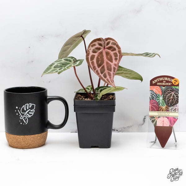 Anthurium Zara '33' x Zara '29' by DocBlock® (wk42-X)