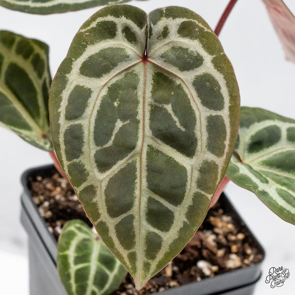 Anthurium Zara '33' x Zara '29' by DocBlock® (wk42-X)