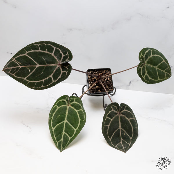 Anthurium Zara '33' x Home, Sweet Home '32' by DocBlock® (wk48-D)