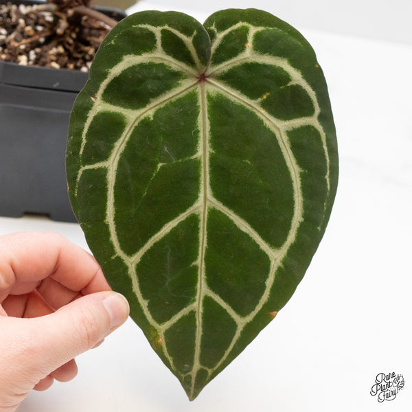 Anthurium Zara '33' x Home, Sweet Home '32' by DocBlock® (wk48-D)