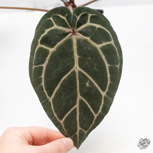 Anthurium Zara '33' x Home, Sweet Home '32' by DocBlock® (wk48-D)