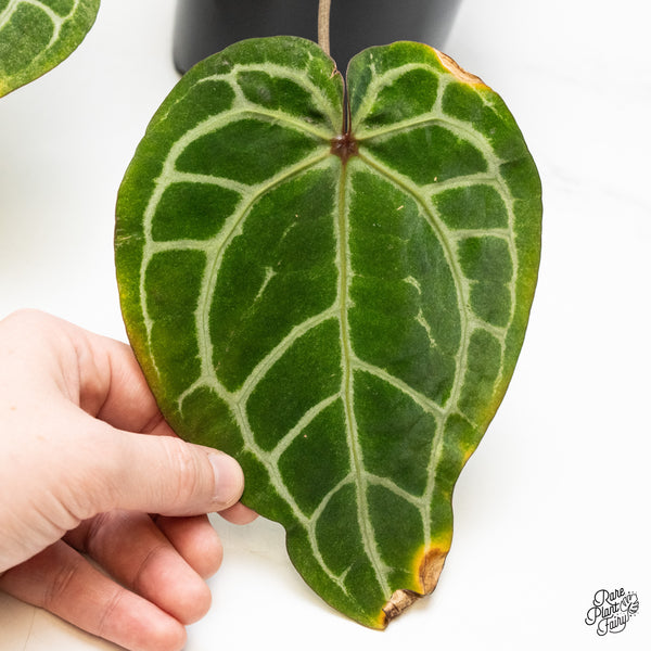 Variegated Anthurium Zara '3' x Zara '33' by DocBlock® (wk48-UG)
