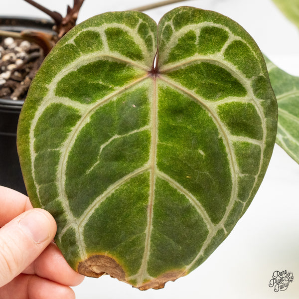 Variegated Anthurium Zara '3' x Zara '33' by DocBlock® (wk48-UG)