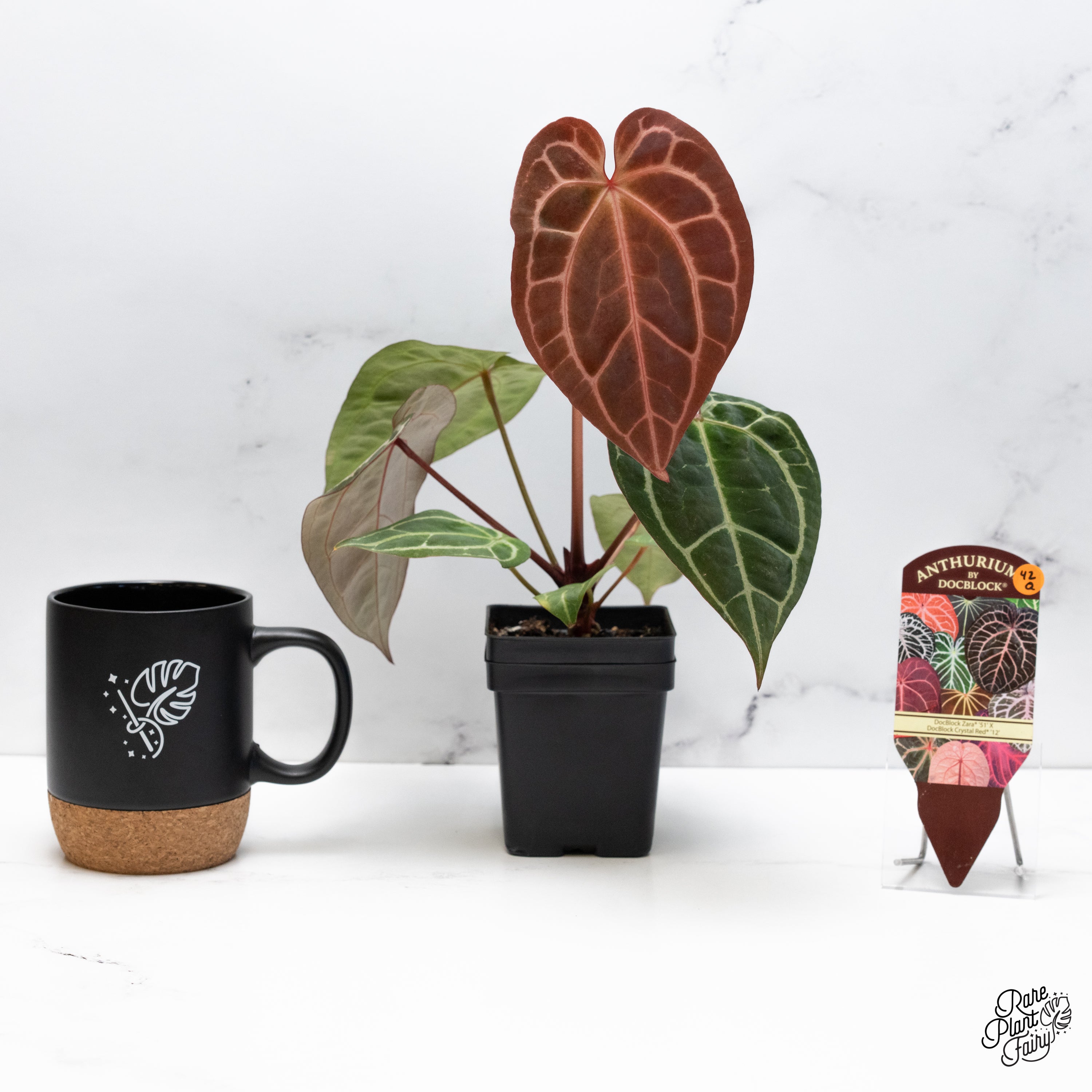 Anthurium Thor's Lightning '51' x Crystal Red '12' by DocBlock