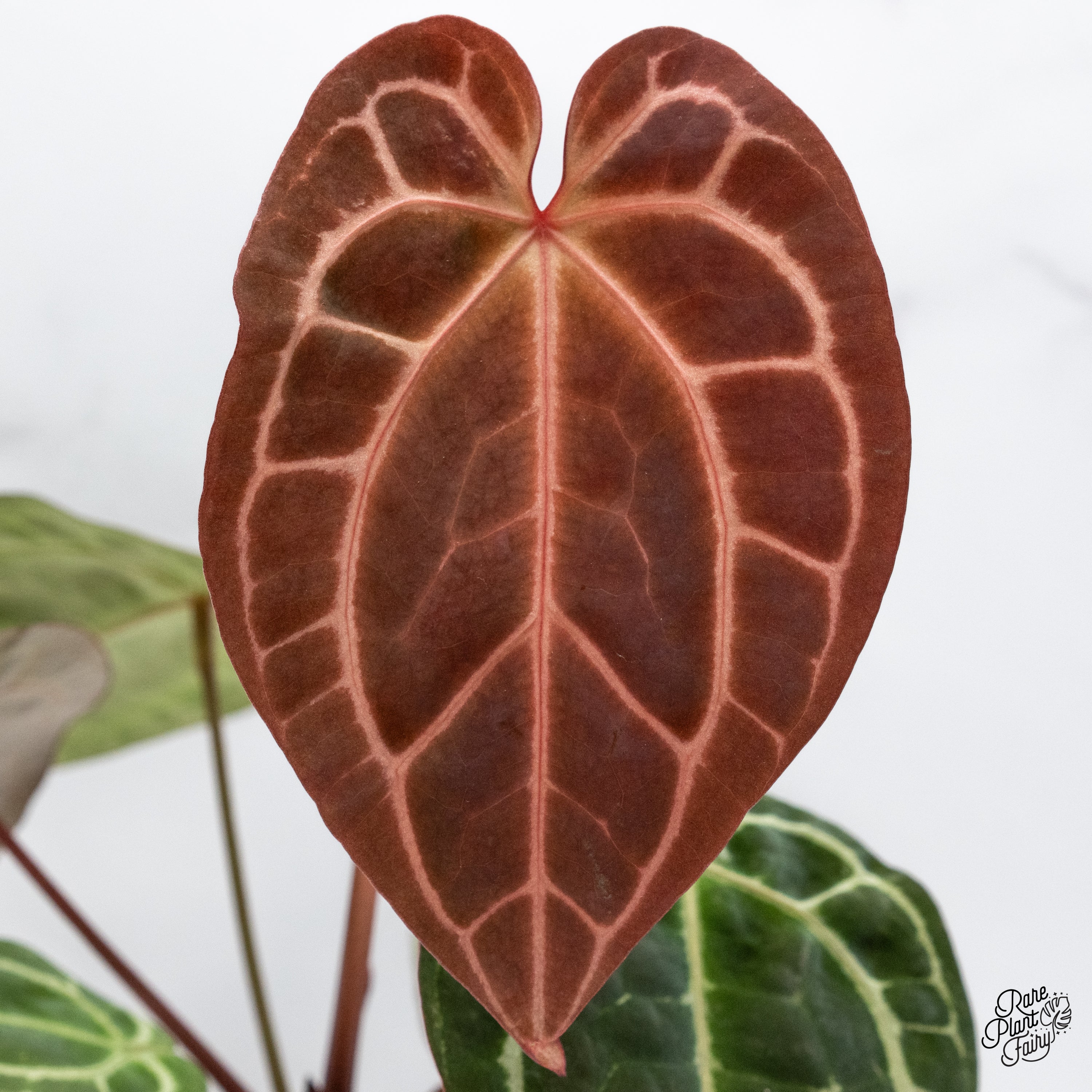Anthurium Thor's Lightning '51' x Crystal Red '12' by DocBlock