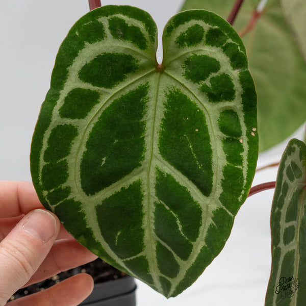 Anthurium Thor's Lightning '51' x Crystal Red '12' by DocBlock® (wk48-M)