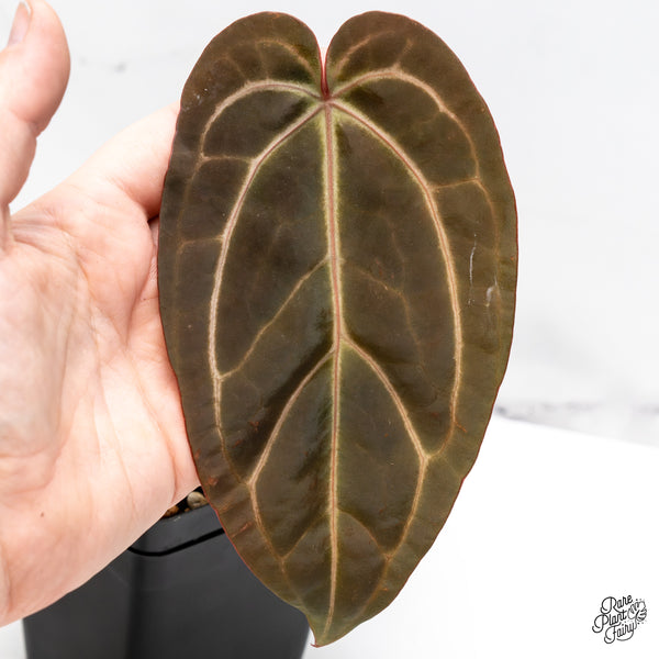 Anthurium Home, Sweet Home '32' x Dark & Handsome '9' by DocBlock® (wk46-W)