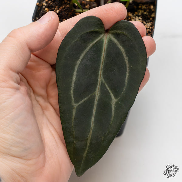 Anthurium Home, Sweet Home '32' x Dark & Handsome '9' by DocBlock® (wk47-A)