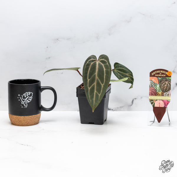 Anthurium Home, Sweet Home '32' x Dark & Handsome '9' by DocBlock® (wk47-A)