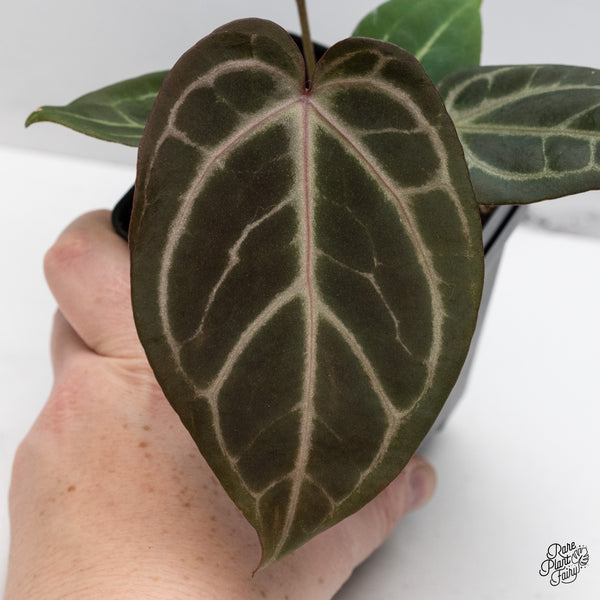 Anthurium Home, Sweet Home '32' x Dark & Handsome '9' by DocBlock® (wk47-G)