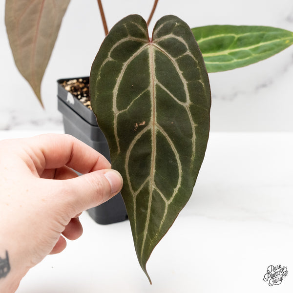 Anthurium Home, Sweet Home '32' x Dark & Handsome '9' by DocBlock® (wk48-W)