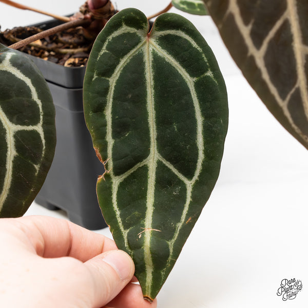 Anthurium Home, Sweet Home '32' x Red Velvet Cake '24' by DocBlock® (wk49-I)