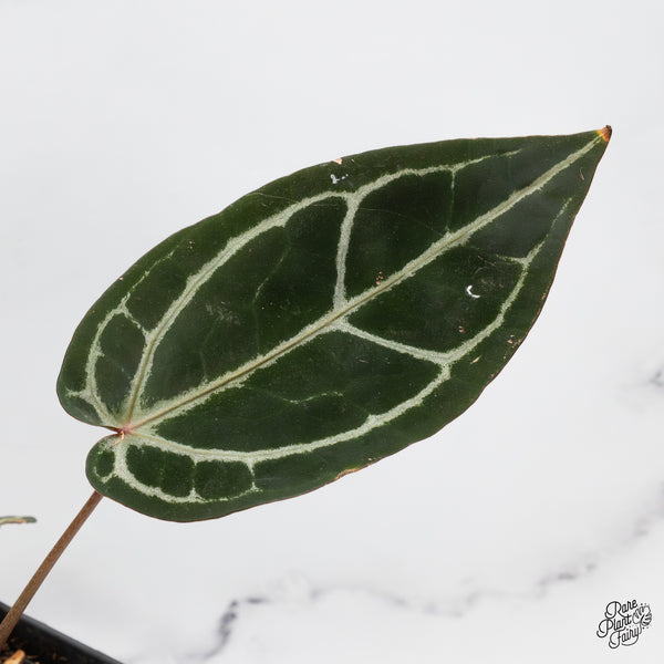 Anthurium Home, Sweet Home '32' x Red Velvet Cake '24' by DocBlock® (wk49-I)