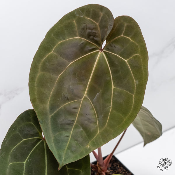 Anthurium Lynette '18' x Dark & Handsome '9' by DocBlock® (wk6-D)