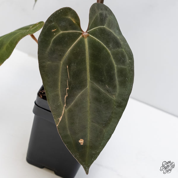Anthurium Lynette '18' x Dark & Handsome '9' by DocBlock® (wk6-D)