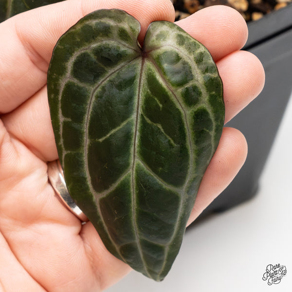 Anthurium Michelle '10' x Minerva '20' by DocBlock® (wk49-N)