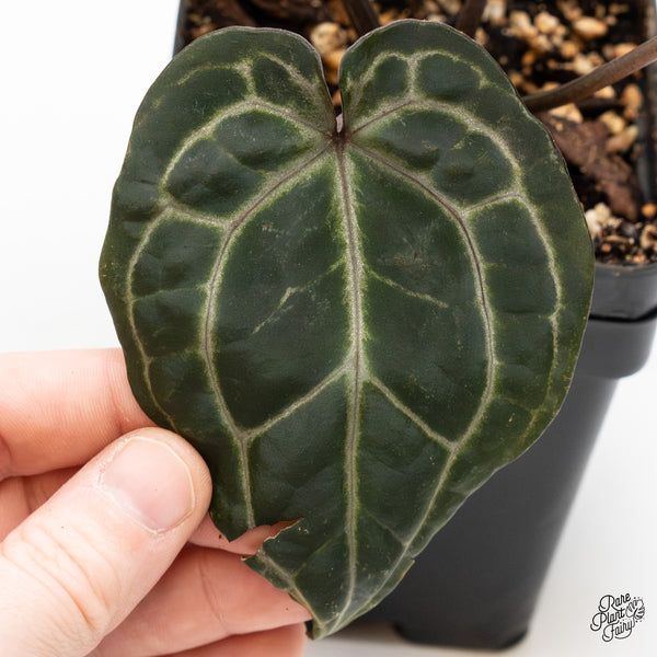 Anthurium Michelle '10' x Minerva '20' by DocBlock® (wk49-N)