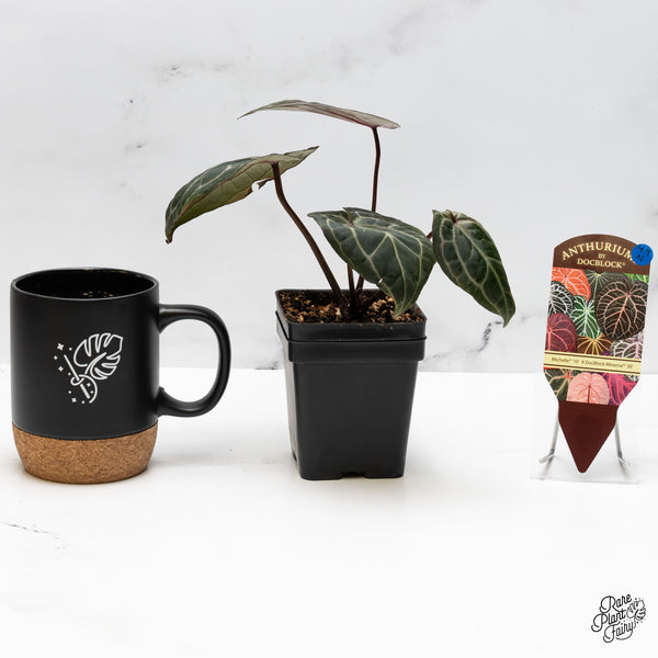 Anthurium Michelle '10' x Minerva '20' by DocBlock® (wk49-N)