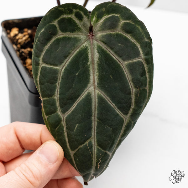 Anthurium Michelle '10' x Minerva '20' by DocBlock® (wk49-N)