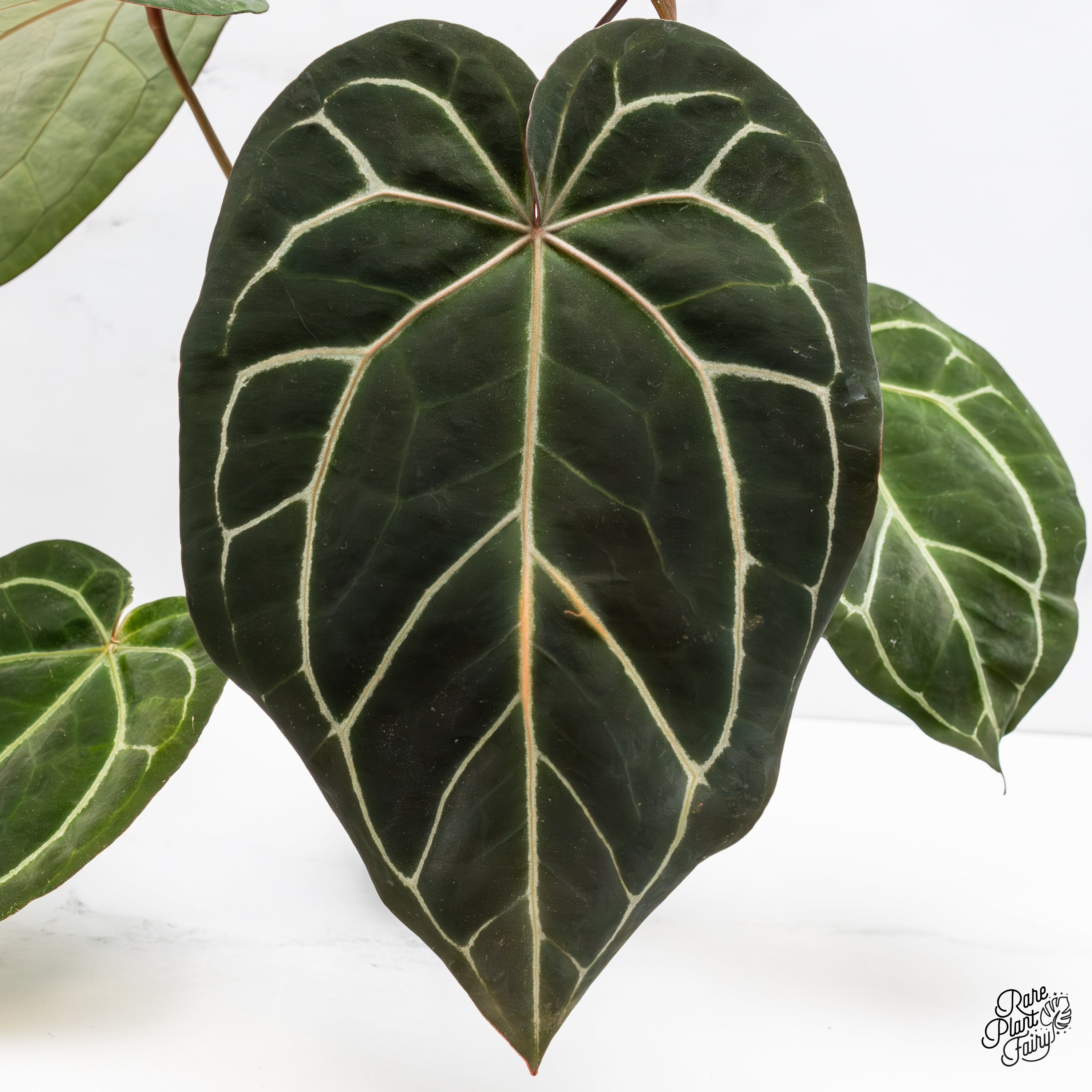 Anthurium アンスリウム　DOCBLOCK ミシェル Michelle Anthurium Michelle '1' x DocBlock Purple Rain '27' by