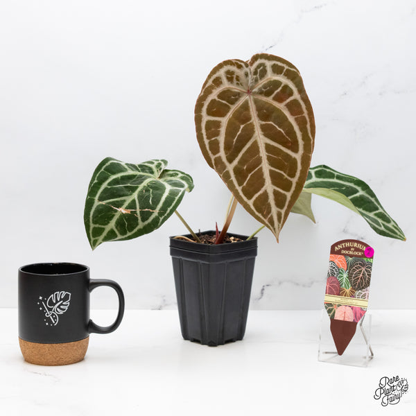 Anthurium Michelle '1' x Purple Rain '27' by DocBlock® (wk48-A)