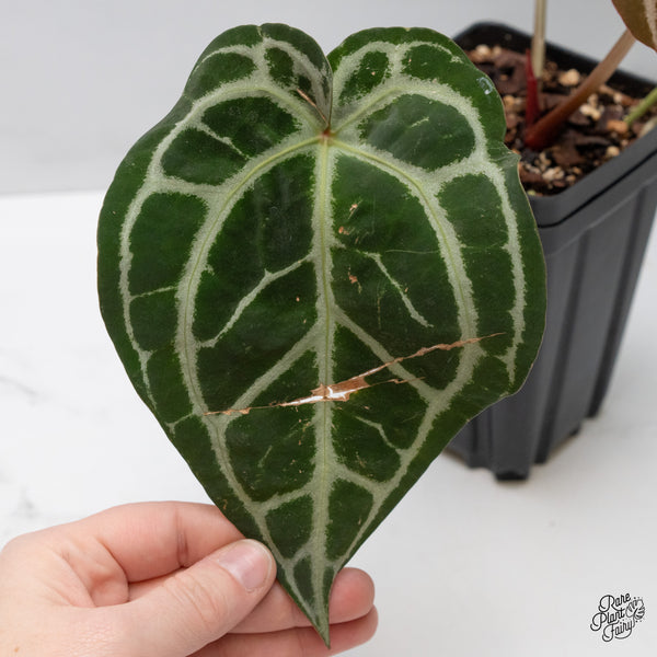 Anthurium Michelle '1' x Purple Rain '27' by DocBlock® (wk48-A)